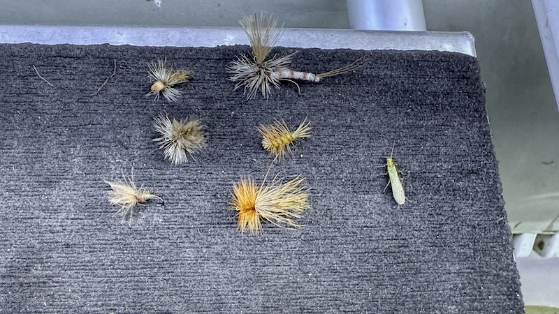 Fluer 250717 rena flies