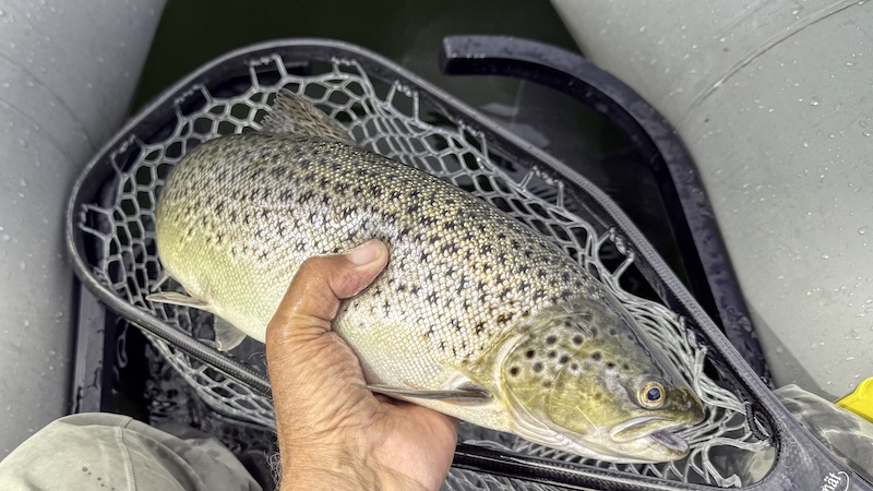 250809 mariager trout