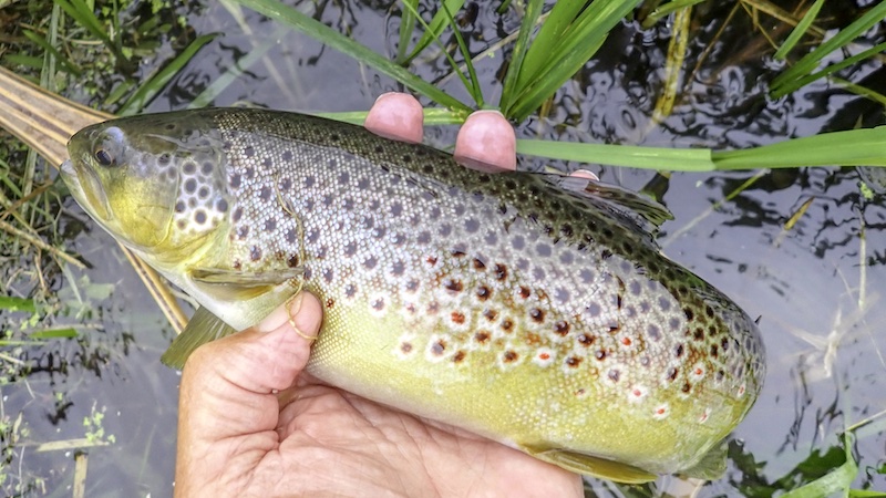 Bækørred 250812 milldam trout