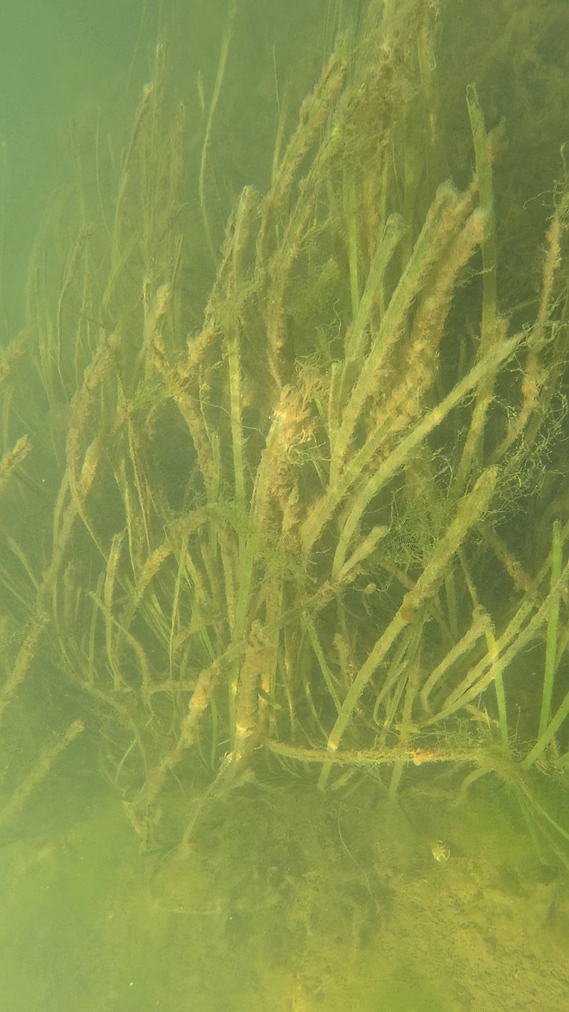 250817 randers fjord alegras