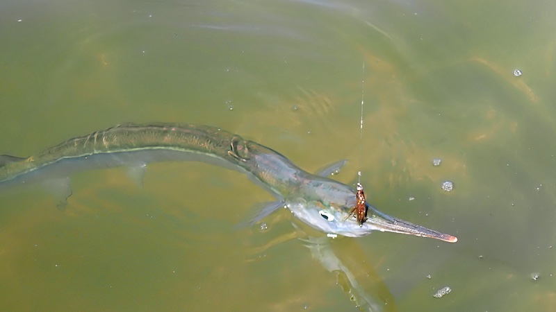 250817 randers fjord hornfisk