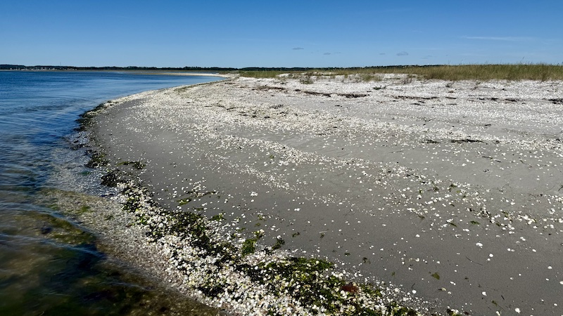 250817 randers fjord pollene