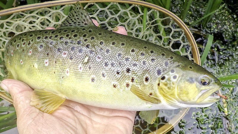 250929 milldamm brown trout jpg