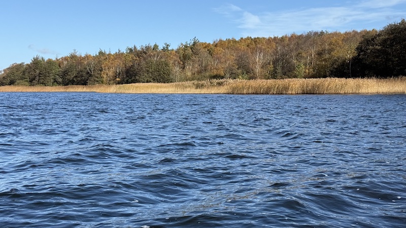 251012 tange fall trees