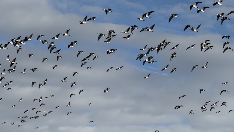 Gæs på træk 251017 lund gees