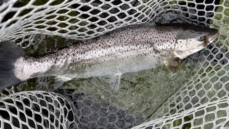 Ørred fra Stevns 251017 lund trout