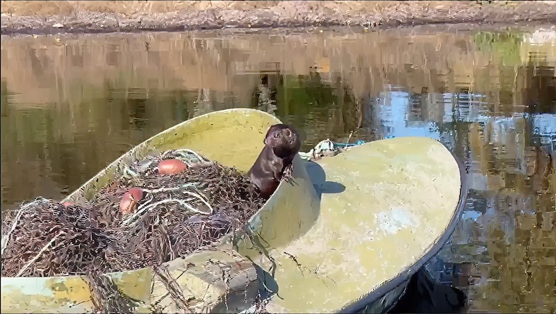 251018 stevns lund mink