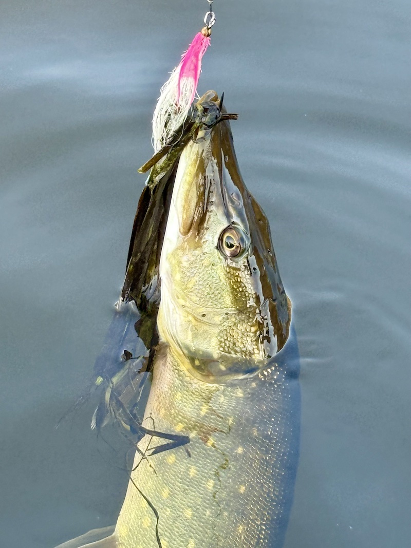 251106 tange gedde onfly