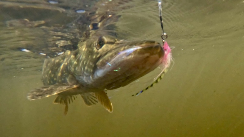 251106 tange gedde under water