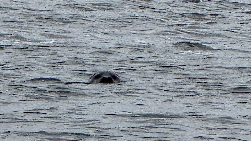 Sæl i Dronningborg Bredning 251222 bredningen randers seal