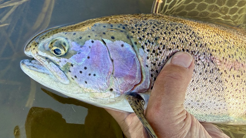 260306 milldam trout