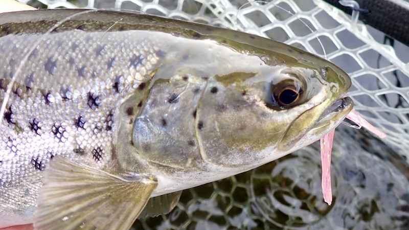 260312 mariager hobro trout