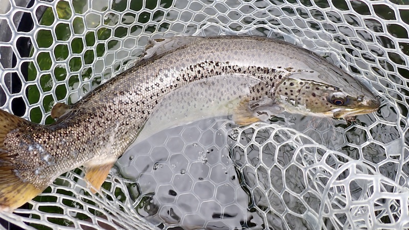 260329 mariager trout