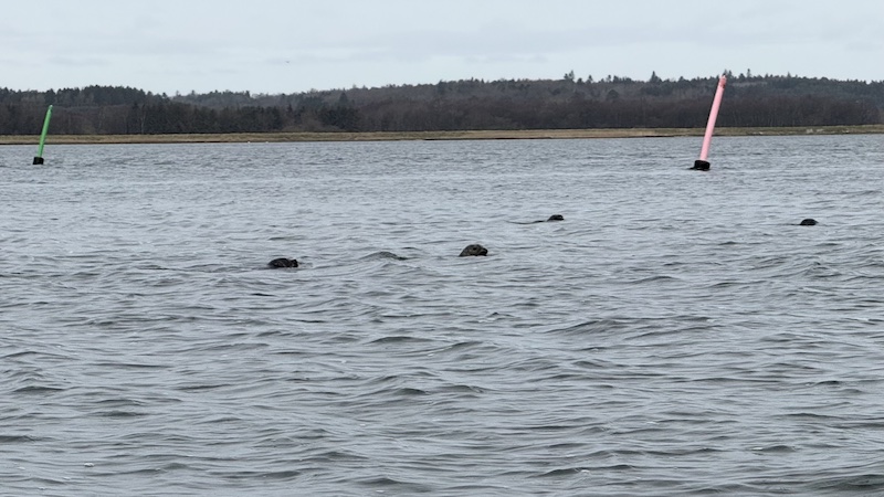 260401 randers fjord seals