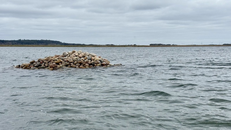 260401 randers fjord stenrev