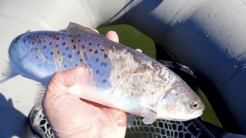 260407 ystad skillinge lgarnskade