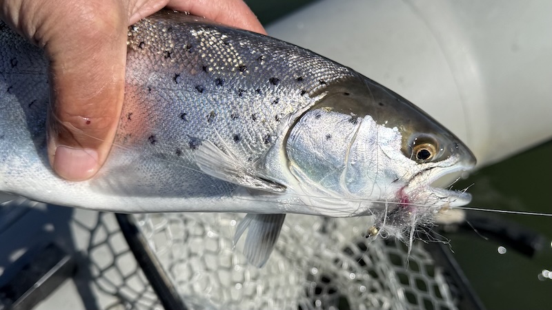 260407 ystad skillinge trout