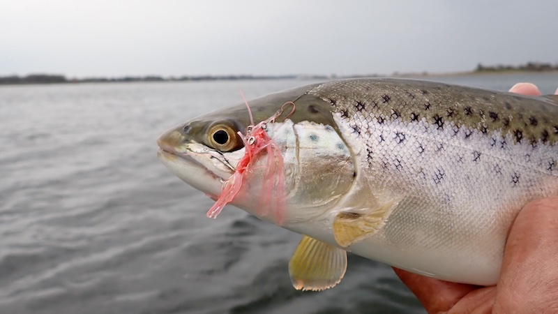 Havørred fra Randers Fjord 260418 randers fjord trout