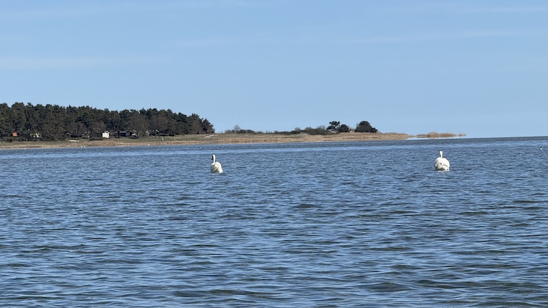 Randers Fjord 260423 randers fjord swans