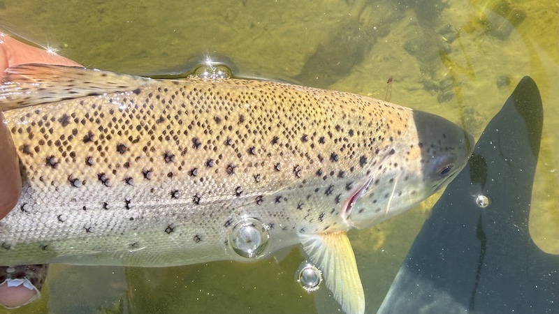 260423 randers fjord trout release