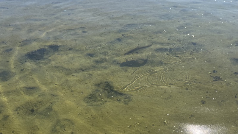 Ørred på lavt vand 260423 randers fjord trout