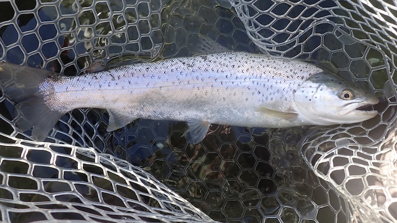260426 randers fjord trout