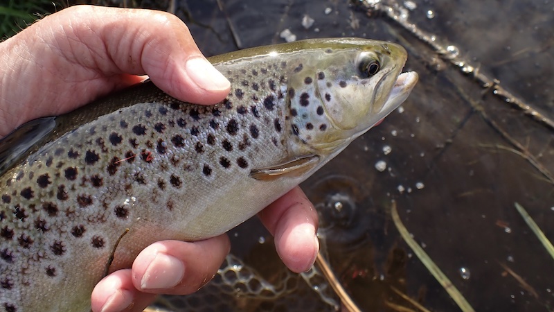 260505 milldam brown trout