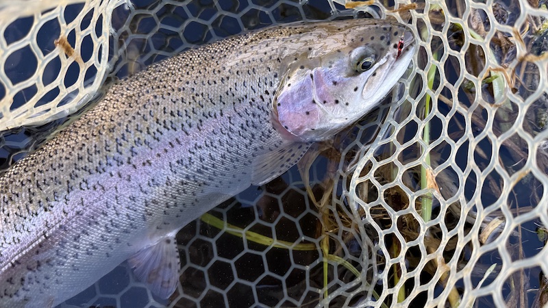 260505 milldam rainbow