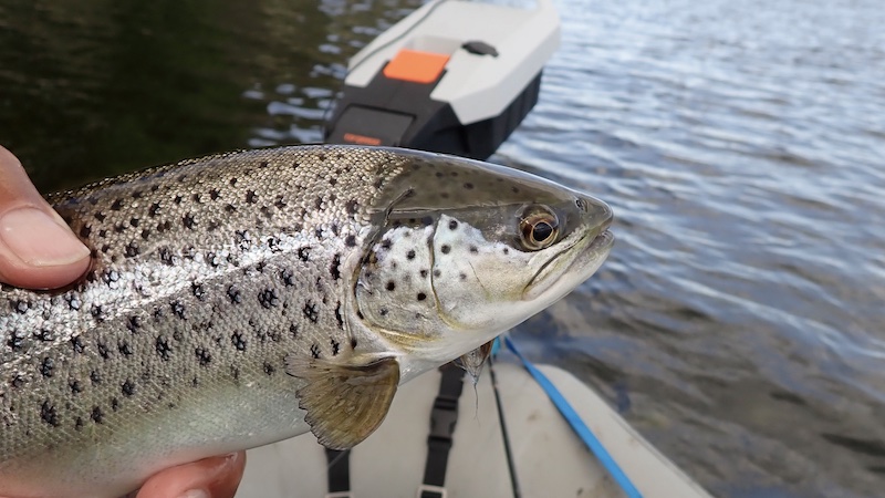 260506 mariager trout