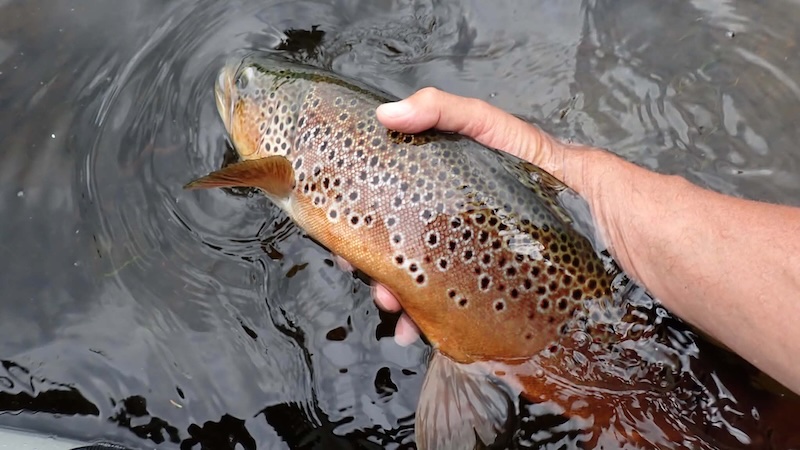 Rena ørred 260630 rena trout