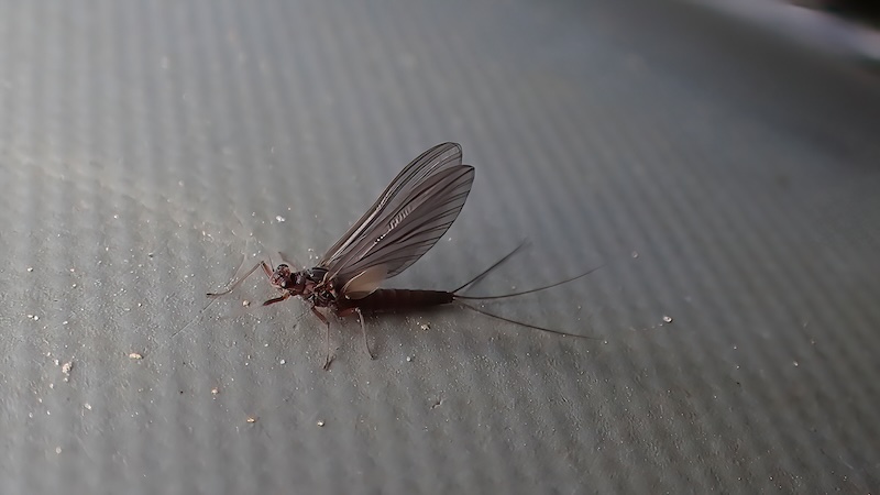 260707 fishcamp mayfly dun