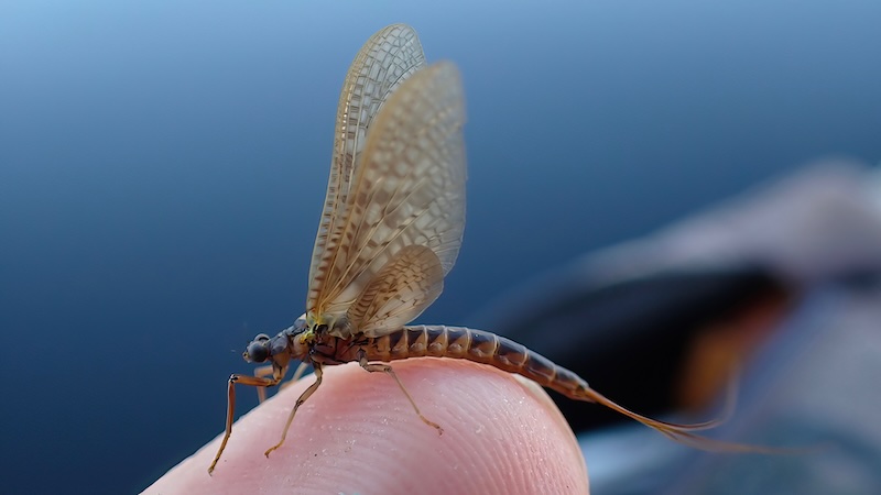 260707 fishcamp mayfly