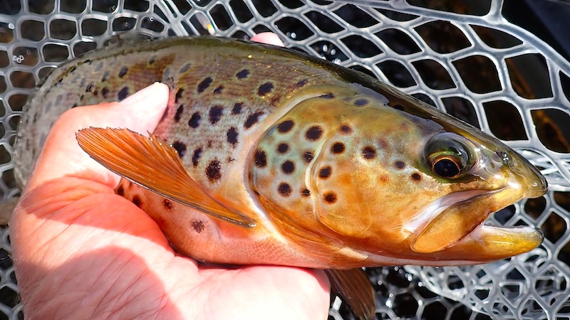 Rena ørred 260710 rena trout