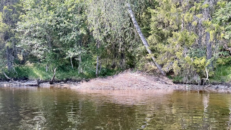 Bæver bo 260717 rena beaver