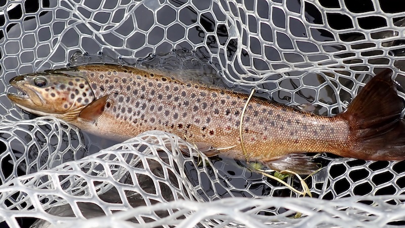 260718 rena trout