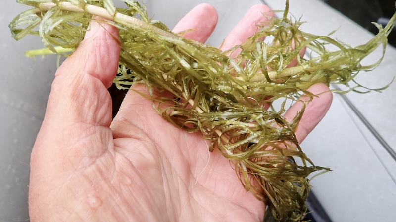 260727 rena weed hand