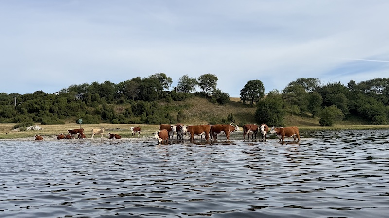 Mariager Fjord ved Bramslev Bakker 260809 mariager fjord cows