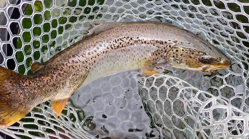 Ørred 260811 hobro trout