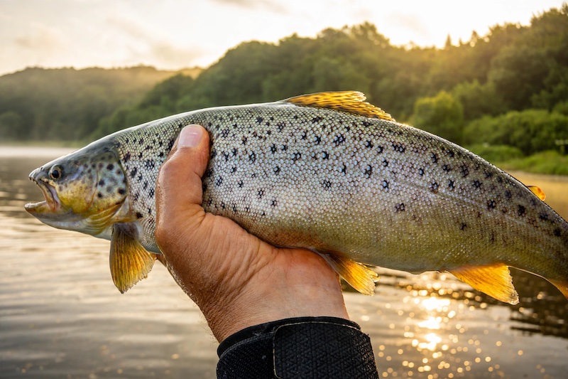 Ørred fra Mariager Fjord 260821 hobro trout