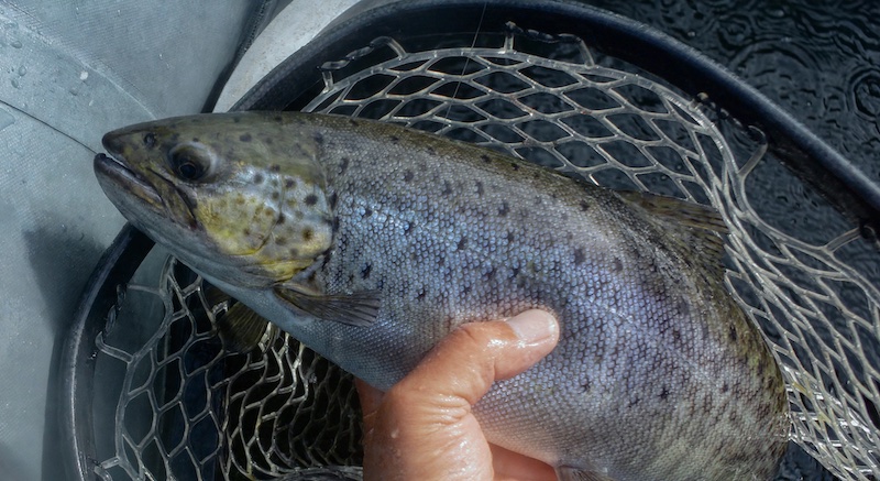 Ørred 260828 hobro trout