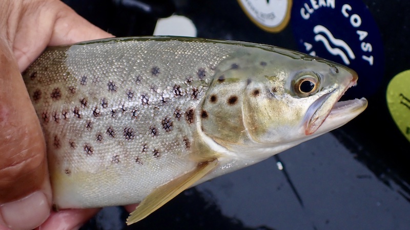 Ørred far Mariager Fjord 260902 mariager trout