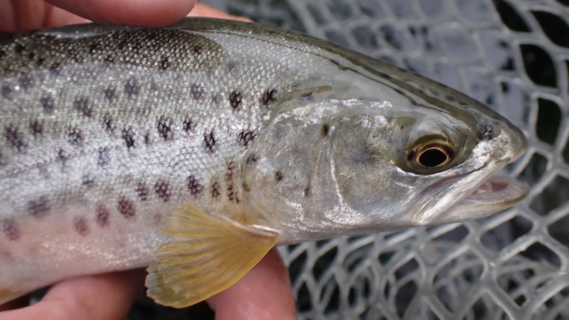 Ørred fra Fjellerup 260907 fjellerup trout
