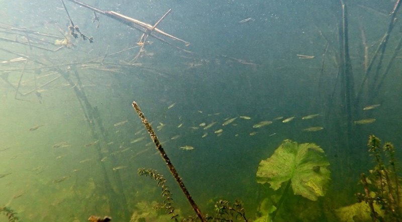 Fiskeyngel i Gudenåen 260916 gudenaa small fish