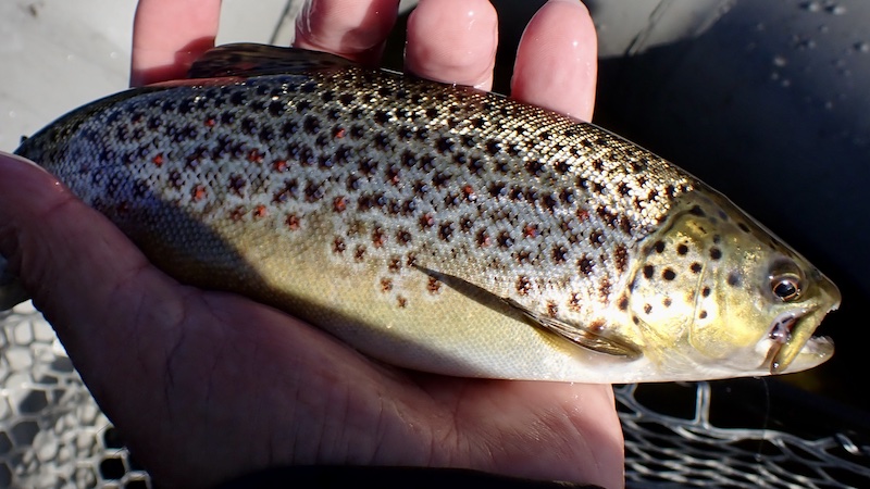 Bækørred fra Mariager Fjord 260924 bramslevtrout redspots