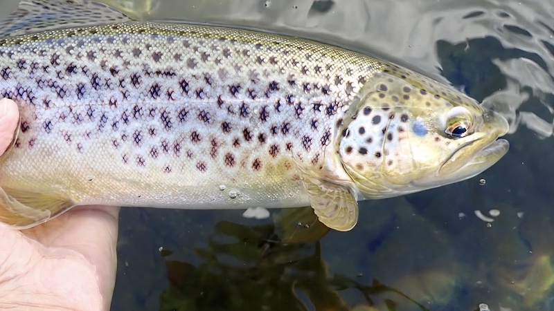 Mariager Fjord ørred 260925 bramslev trout