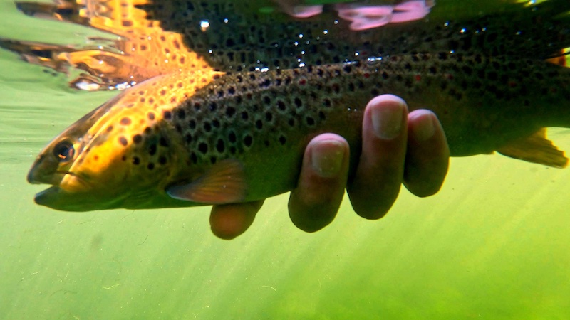 Genudsætning af ørred 260930 milldam browntrout