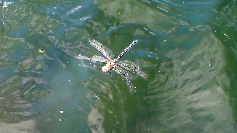 Damsel 260930 milldam damsel