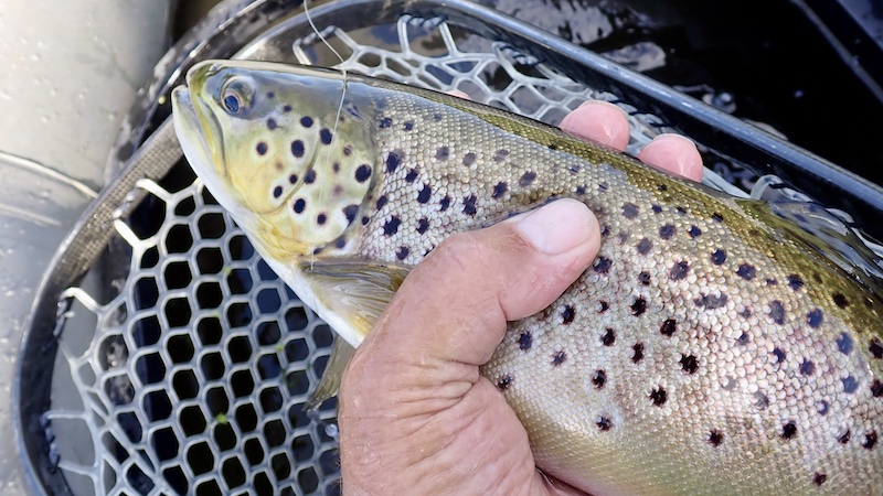 Ørred 260930 milldam trout