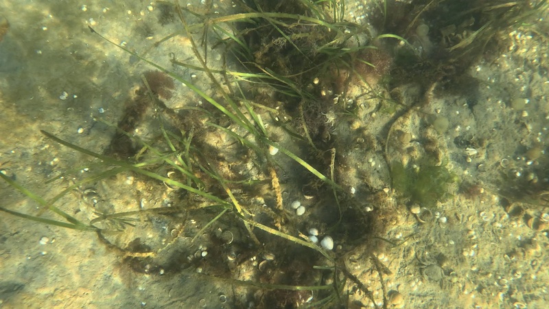 261004 udbyhoj aalegraes