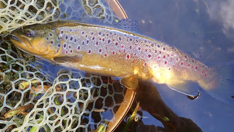 261010 browntrout